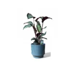 Mia Aqua Pot