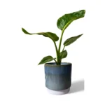 Copenhagen Two Tone Aqua Pot