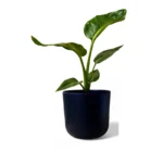 Black Lisbon Pot