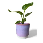 Copenhagen Two Tone Pink Pot