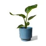 Mia Pot