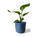 Remi Green Reactive Glaze Pot