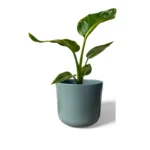Sage Lisbon Pot
