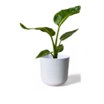White Lisbon Pot
