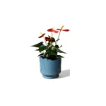 Mia Pot
