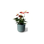 Sage Lisbon Pot