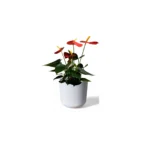 White Lisbon Pot