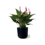 Black Lisbon Pot