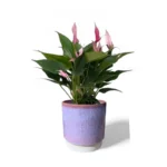 Copenhagen Two Tone Pink Pot