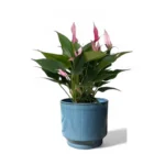 Mia Pot