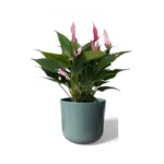 Sage Lisbon Pot