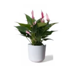 White Lisbon Pot
