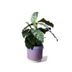 Copenhagen Two Tone Pink Glaze Pot