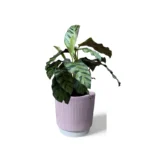 Athens Ribbed Pink Pot