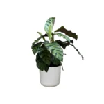 Light Grey Lisbon Pot