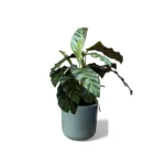 Sage Lisbon Pot
