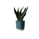 Eno Pot Green