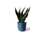 Remi Reactive Green Pot