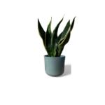 Lisbon Sage Pot