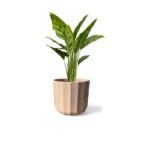 Positano Apricot Geo Pot