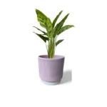 Athens Ribbed Pink Pot