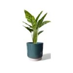 Eno Green Pot