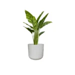 Light Grey Lisbon Pot