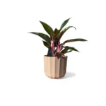 Positano Apricot Pot