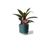 Eno Green Pot