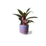 Copenhagen Two Tone Pink Pot