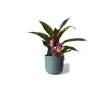 Sage Lisbon Pot