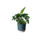 Eno Pot Green