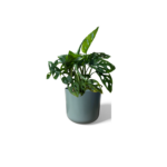 Lisbon Pot Sage