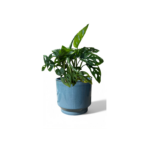 Mia Aqua Pot