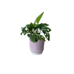 Athens Ribbed Ribbed Pink Pot