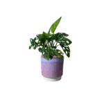 Copenhagen Two Tone Pink Pot