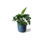 Remi Green Reactive Pot