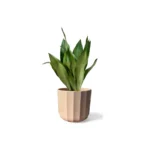 Positano Apricot Geo Pot