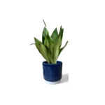 Athens Blue Ribbed Pot