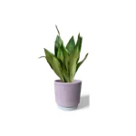 Athens Ribbed Pink Pot