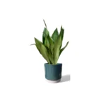 Eno Green Pot