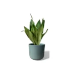 Sage Lisbon Pot