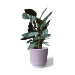 Athens Ribbed Pink Pot