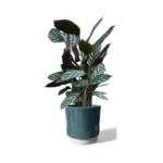 Eno Green Pot