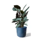Remi Reactive Green Pot