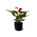 Black Lisbon Pot