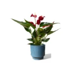 Mia Aqua Pot