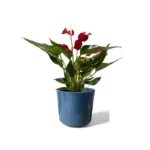 Remi Reactive Green Pot