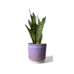 Copenhagen Two Tone Pink Pot