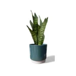Eno Green Pot